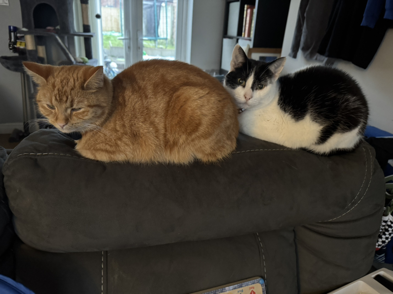 Ring Out, Wild Bells! As 2025 approaches, the Excellent Cats raise their game with a discussion on Tennyson's poetry