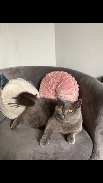 Tried to take a pic of my cats