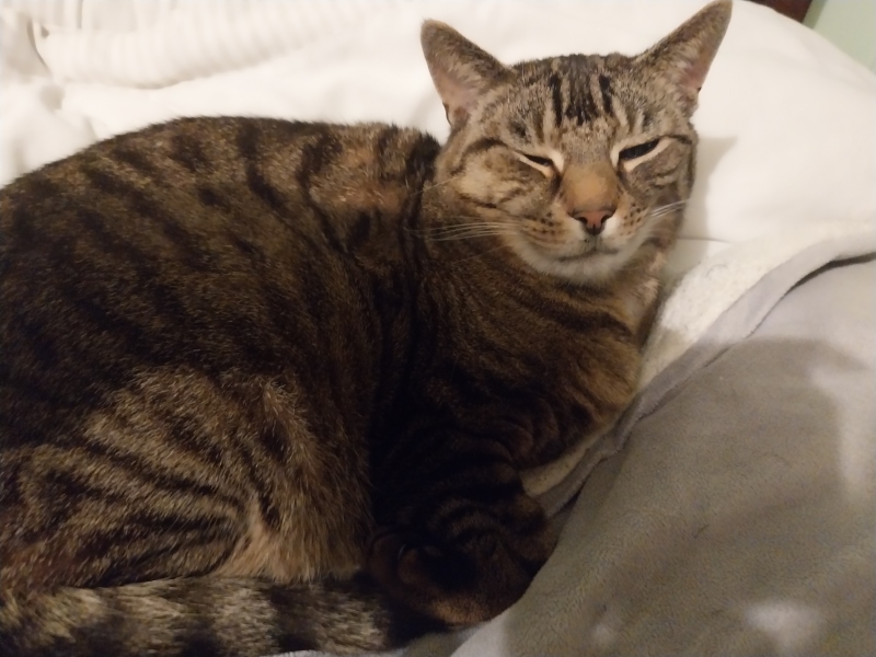 Thread 15 Starmer - Nolite te bastardes carborundorum