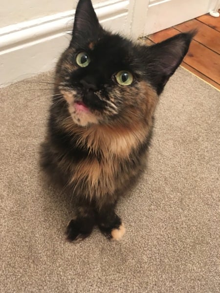 Anyone got a tortie?