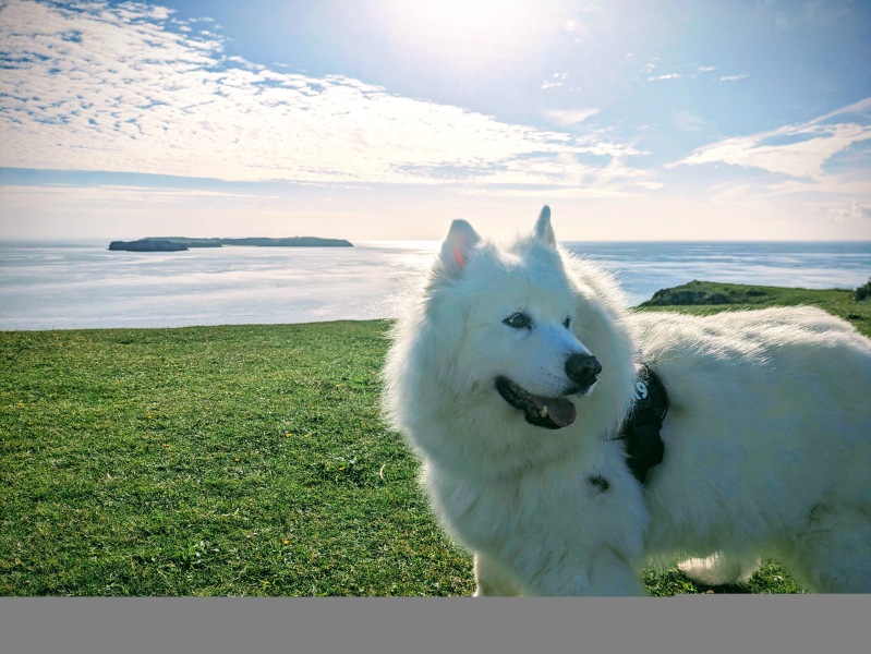 How to cope after losing your dog