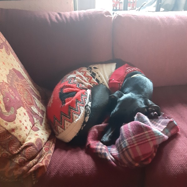 The Nigel Slater Christmas Chronicles Readalong 2024 Part 3