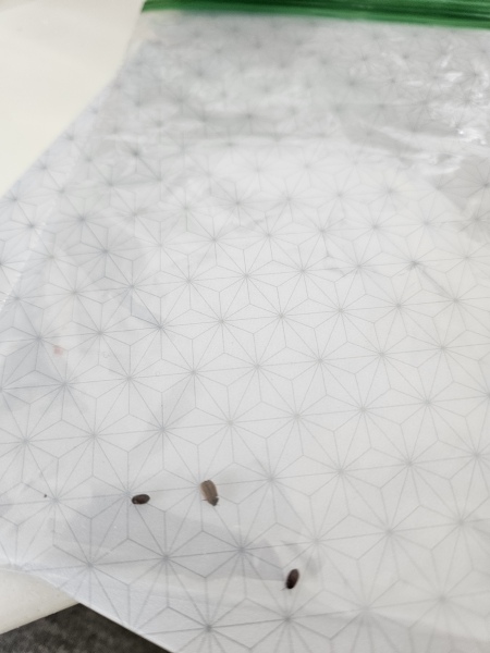Anyone know what these critters are?