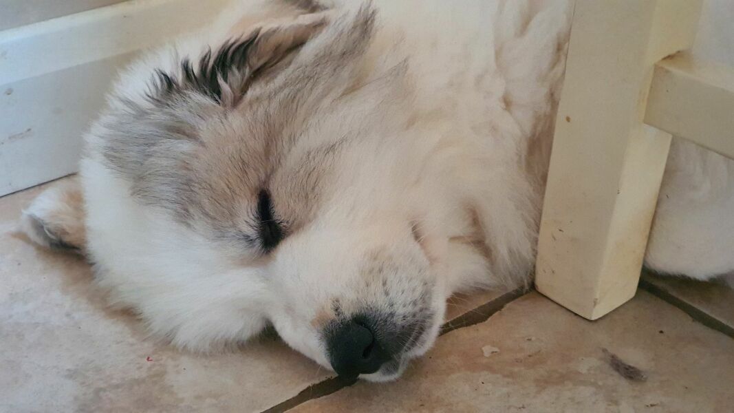 Adolescent Dog Survival Thread - get teenage licks right through the night!