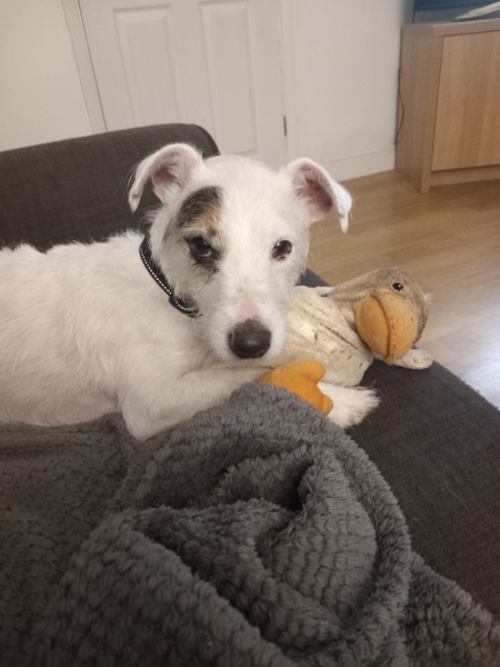 Dogs behaving badly tonight ch4