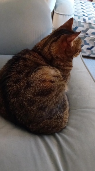 Lap dances, strippers and punch-ups - the Excellent Cats arrange a stag party