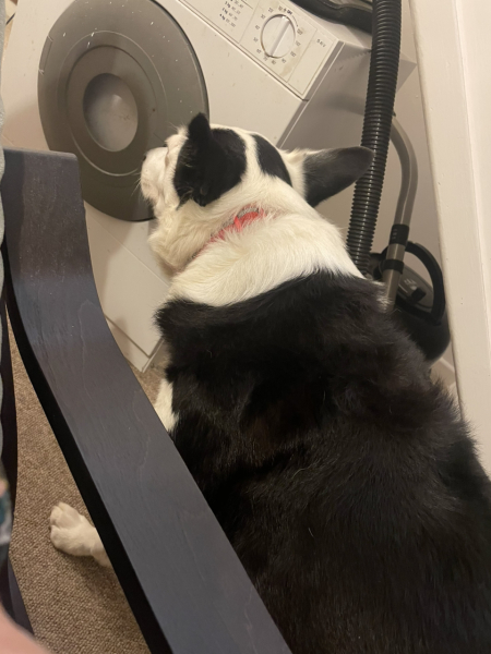 What 'jobs' can a collie do, without being a sheepdog?