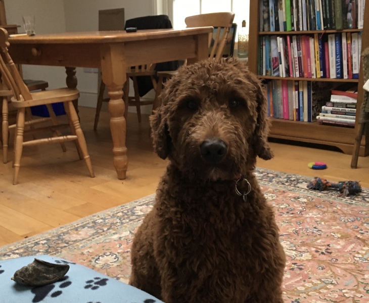 Adolescent Dog Survival Thread - get teenage licks right through the night!
