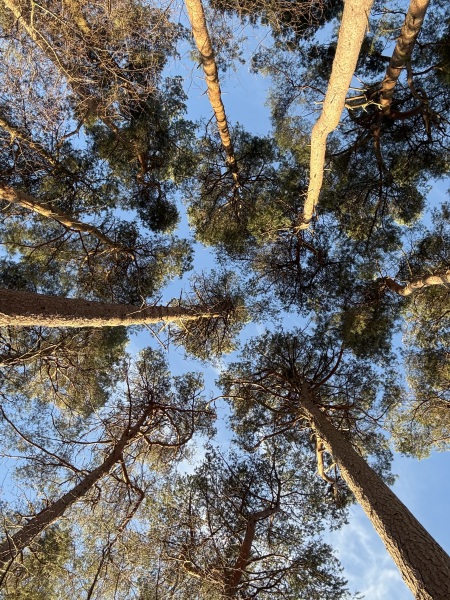 The Nigel Slater Christmas Chronicles Readalong 2024 Part 3