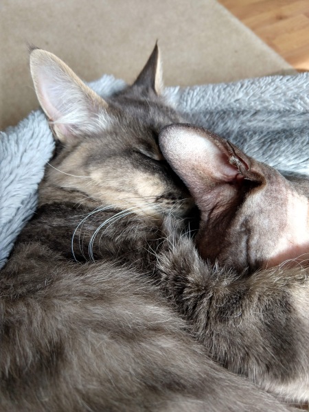 Advice re new kitten