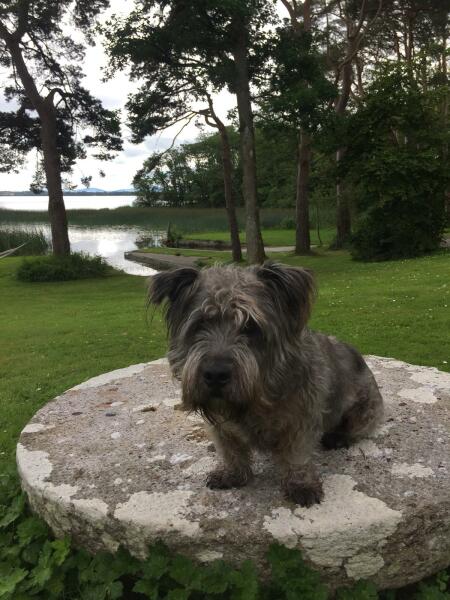 She was supposed to be MY dog!