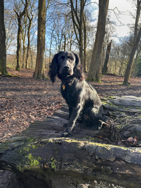 Adolescent Dog Survival Thread - get teenage licks right through the night!