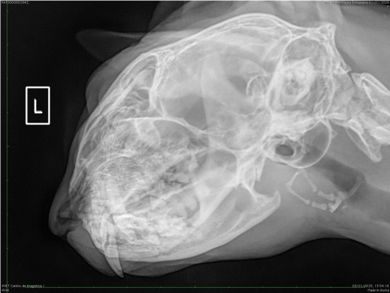 Cat teeth problem