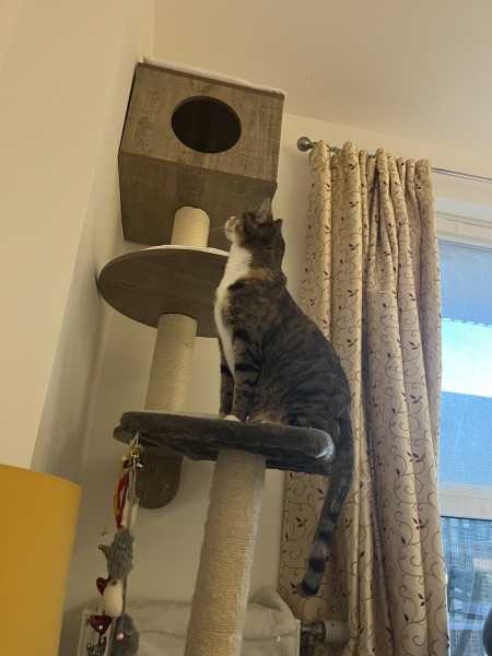 Ring Out, Wild Bells! As 2025 approaches, the Excellent Cats raise their game with a discussion on Tennyson's poetry