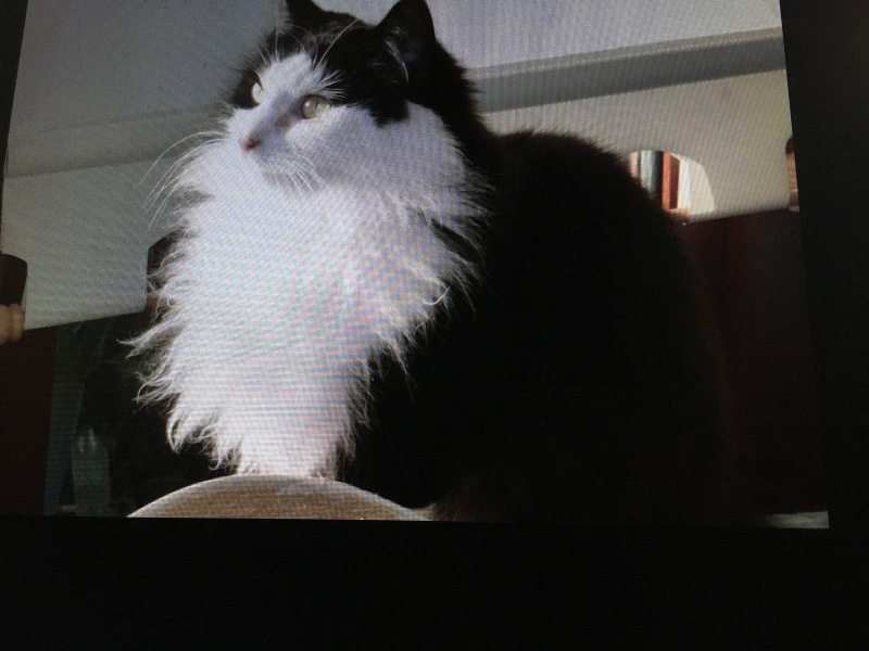 Black and white cats. (pics please!)