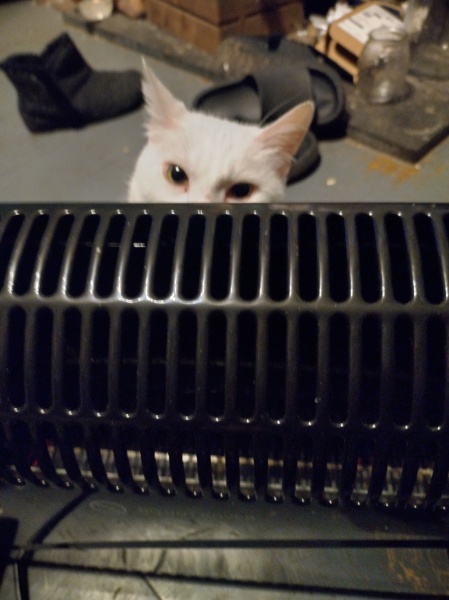 Ring Out, Wild Bells! As 2025 approaches, the Excellent Cats raise their game with a discussion on Tennyson's poetry