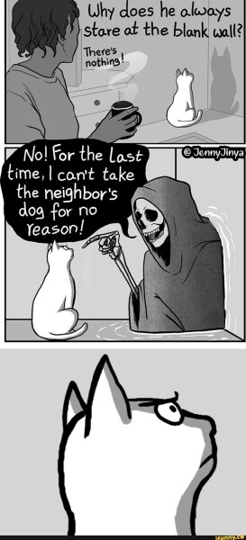Why do cats do this (lighthearted)