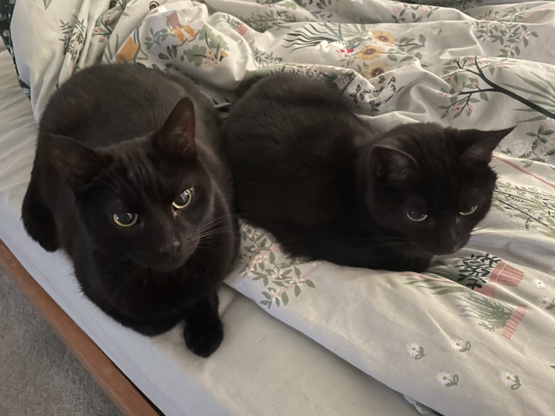 Thread 17: Starmer: Treading softly.