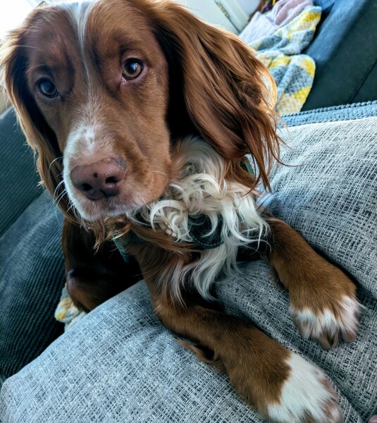 Adolescent Dog Survival Thread - get teenage licks right through the night!