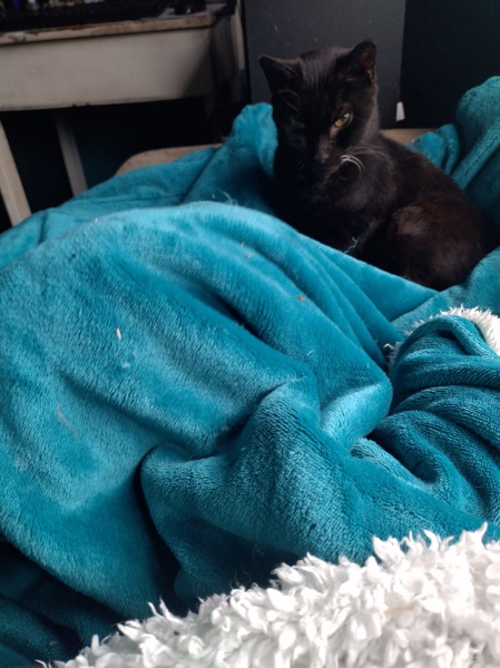 Lap dances, strippers and punch-ups - the Excellent Cats arrange a stag party