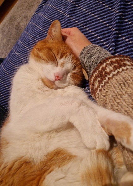 Rescue cats, show me yours!