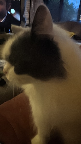 Which breed indoor cat please?
