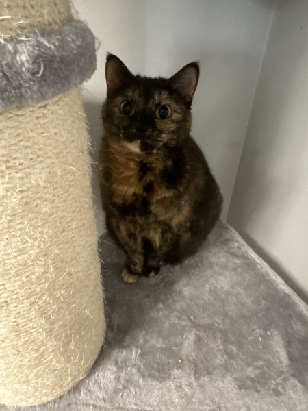 Anyone got a tortie?