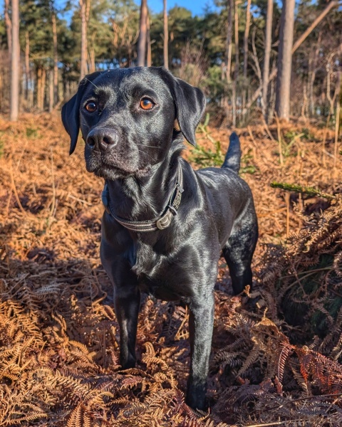 Adolescent Dog Survival Thread - get teenage licks right through the night!