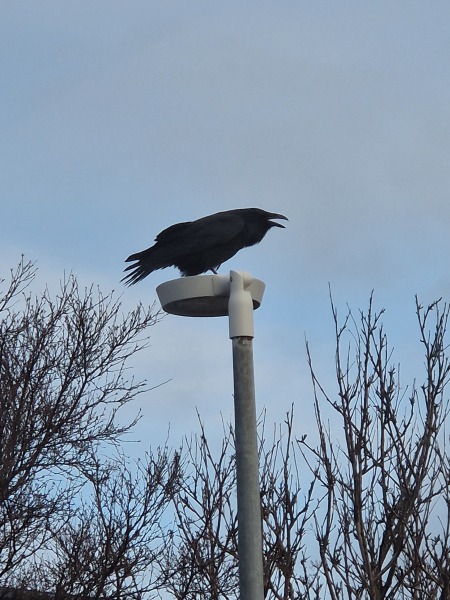 Ring Out, Wild Bells! As 2025 approaches, the Excellent Cats raise their game with a discussion on Tennyson's poetry