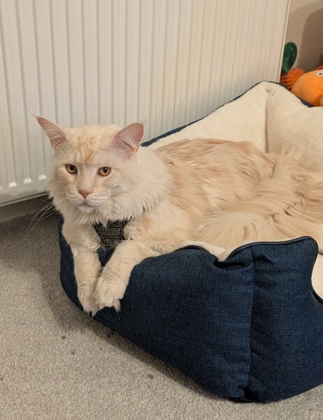 Cat on crate rest