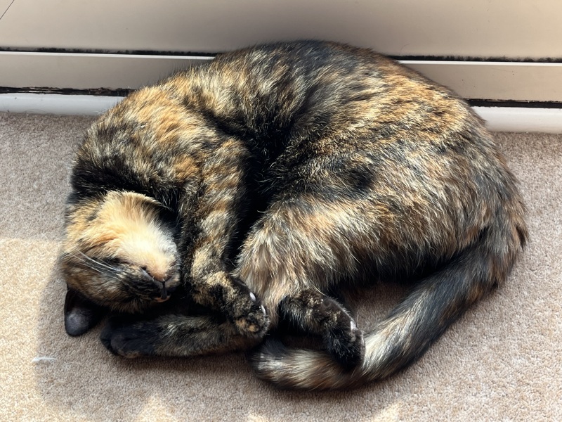 Anyone got a tortie?