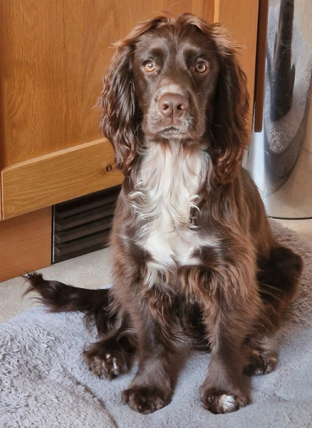 Adolescent Dog Survival Thread - get teenage licks right through the night!