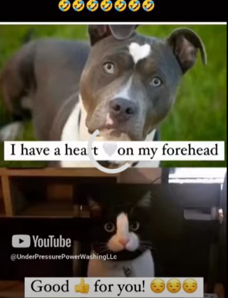 Ring Out, Wild Bells! As 2025 approaches, the Excellent Cats raise their game with a discussion on Tennyson's poetry