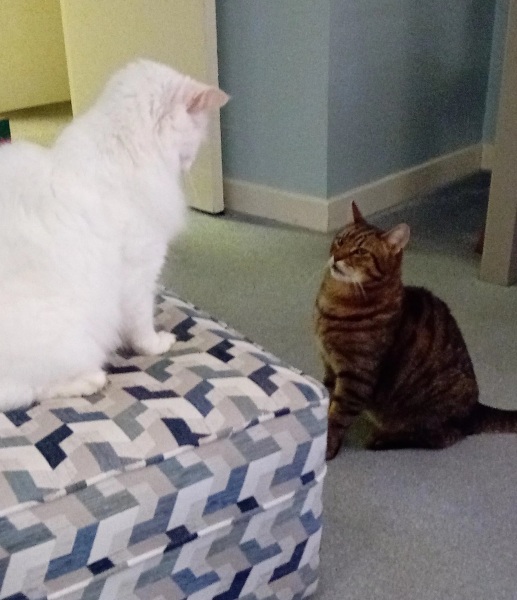 Ring Out, Wild Bells! As 2025 approaches, the Excellent Cats raise their game with a discussion on Tennyson's poetry