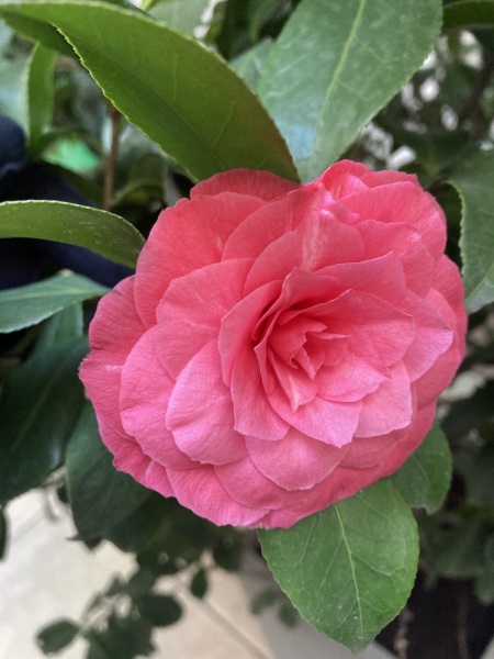 The Nigel Slater Christmas Chronicles Readalong 2024 Part 3