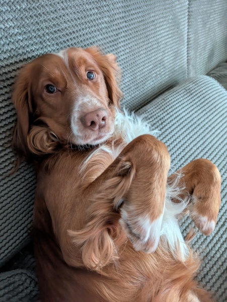 Adolescent Dog Survival Thread - get teenage licks right through the night!