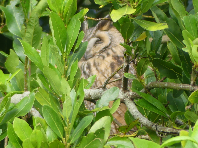 Bird ID with pic!