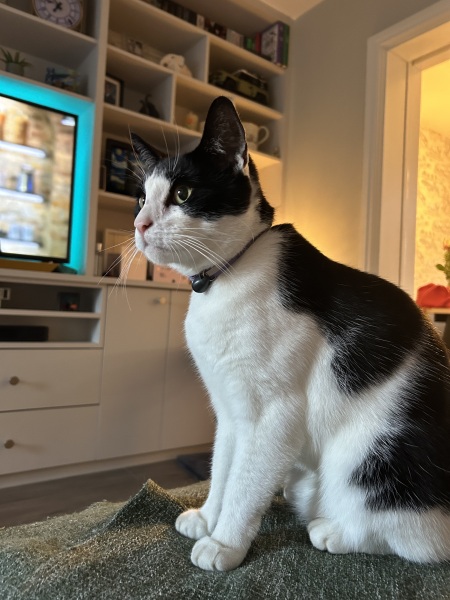 Black and white cats. (pics please!)