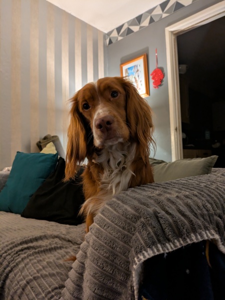 Adolescent Dog Survival Thread - Bark the Herald, furry angels sing!