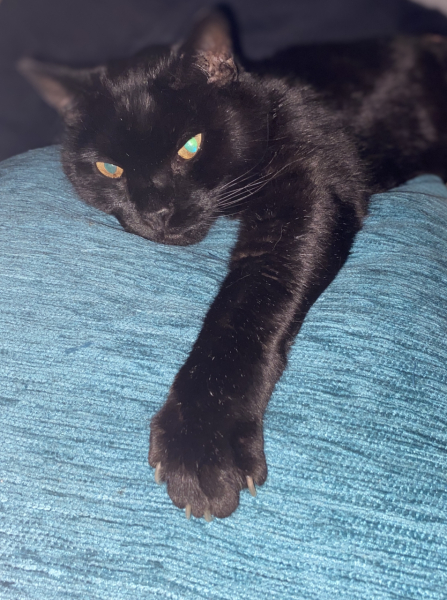 Black and white cats. (pics please!)