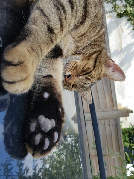 Rescue cats, show me yours!