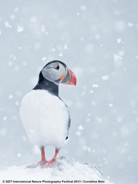 The Bluestocking: the one where AI finally learns what a blackbird is (we hope)