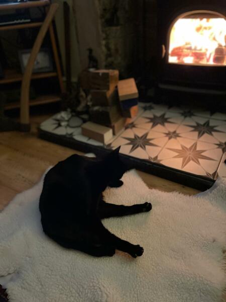 Show me your best kitten toys please!