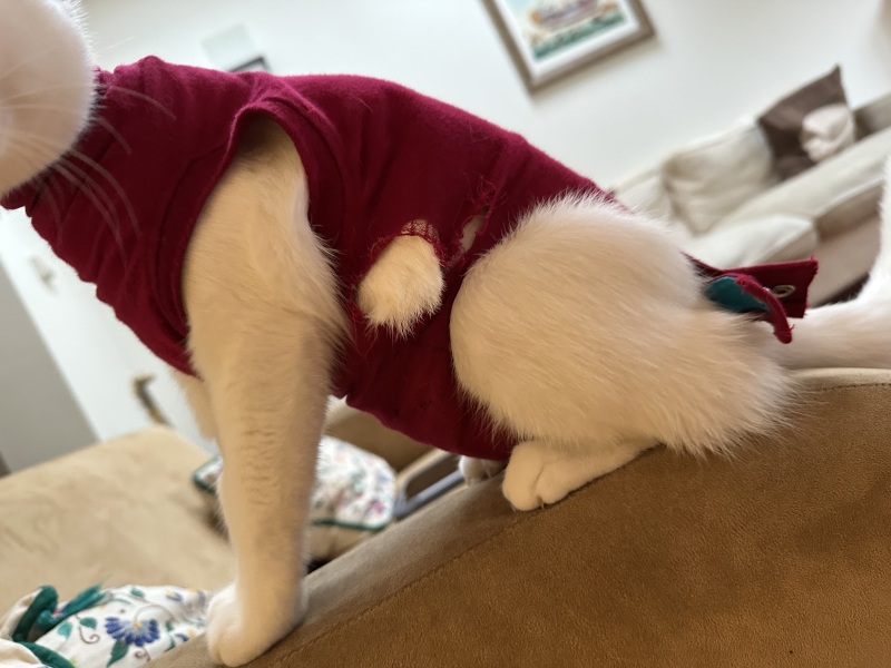 Ring Out, Wild Bells! As 2025 approaches, the Excellent Cats raise their game with a discussion on Tennyson's poetry