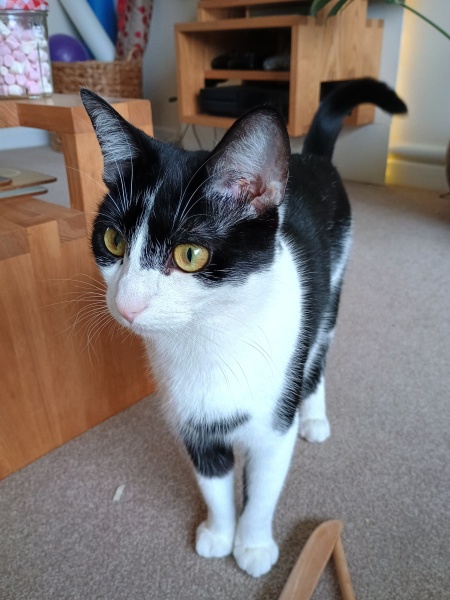 Black and white cats. (pics please!)