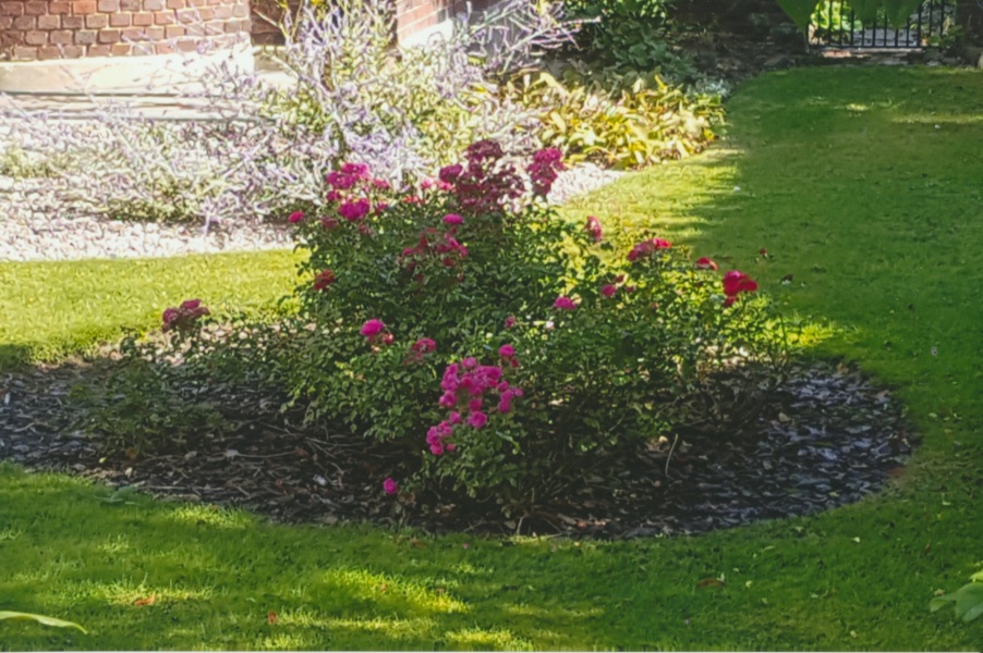 Is this a rambling rose? Do you know its type?