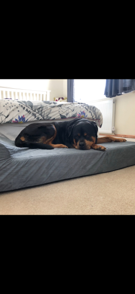 Tuffies dog beds for Labrador - worth it?