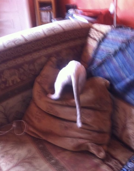 The grown-ups have left the building - Trump thread #136