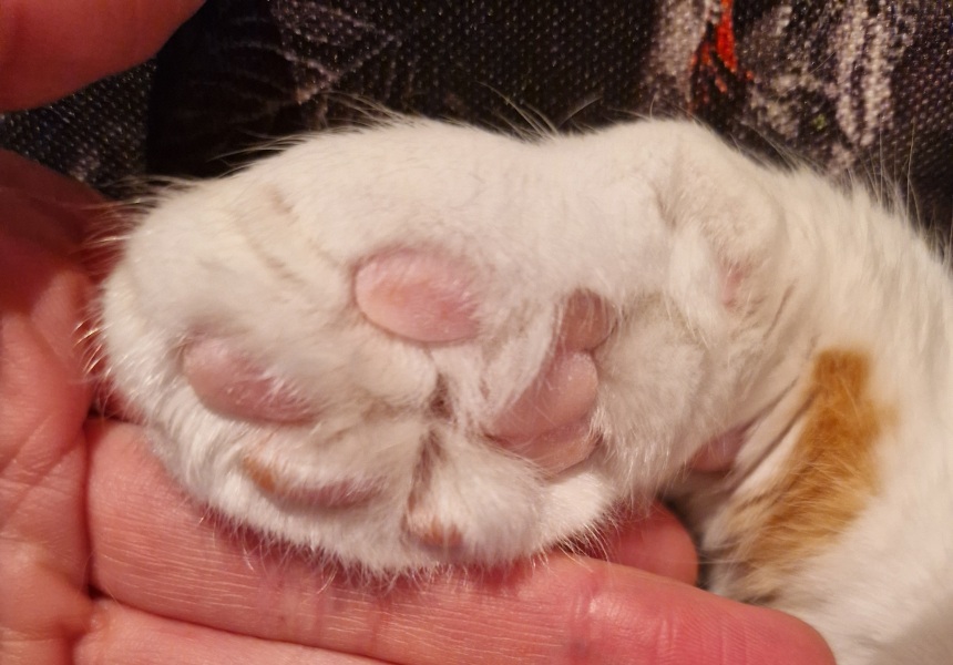 Ring Out, Wild Bells! As 2025 approaches, the Excellent Cats raise their game with a discussion on Tennyson's poetry