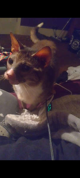 Ring Out, Wild Bells! As 2025 approaches, the Excellent Cats raise their game with a discussion on Tennyson's poetry